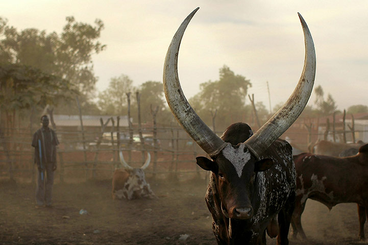 Southern Sudan: Cattle walk in a ring at a cattle market, Sudan