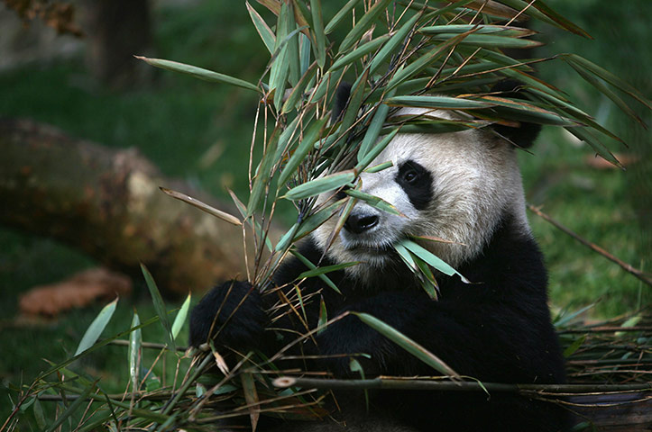 Week in wildlife: Giant Pandas Thrive In Chengdu Research Sanctuary