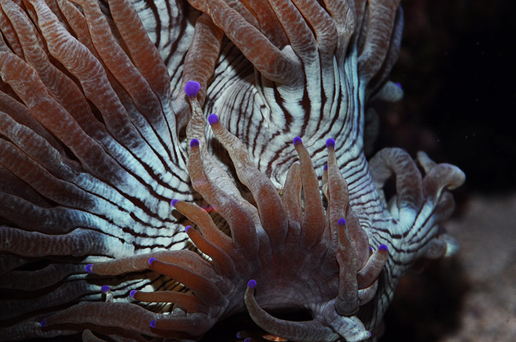 Week in wildlife: Corals