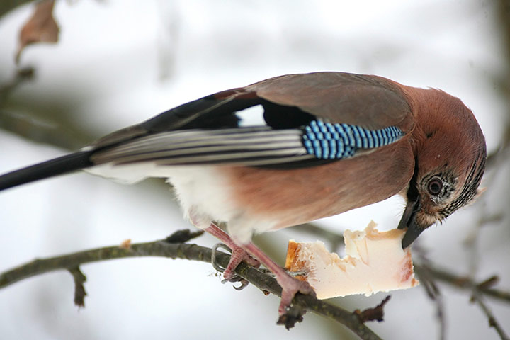 Week in wildlife: A jay picks a congealed lard near the village of Khatenchitsy