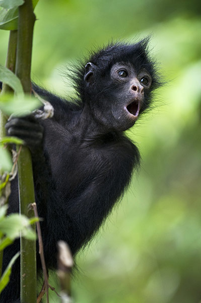 Week in wildlife: Orphan spider monkey, Serere Sanctuary, Serere, Bolivia - Dec 2010