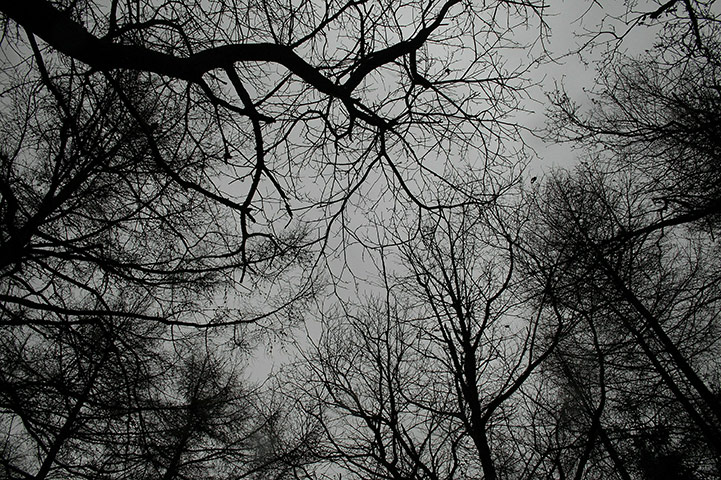 Week in wildlife: Thousands Of Trees Felled To Halt Spread Of Sudden Oak Death