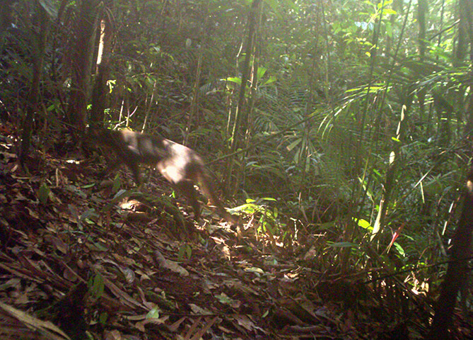 Week in wildlife: one of world's rarest wild cats spotted in Malaysian Borneo