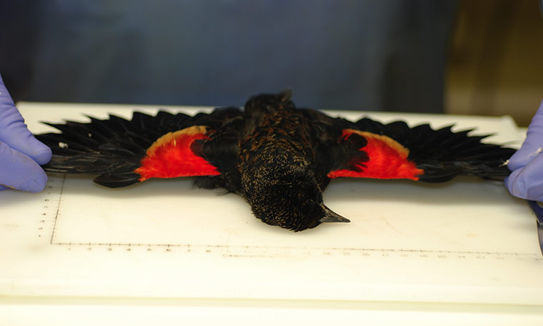 Week in wildlife: Black-bird die-off Investigation