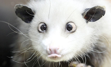 opossum cross eyed. Heidi the cross-eyed opossum