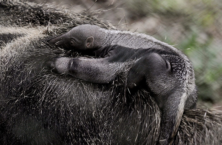 week in wildlife: Baby anteater