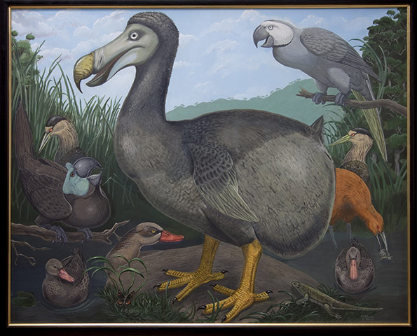 Natural History Museum: Dodo Raphus Cucullatus by Julain Hume