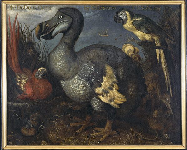 Natural History Museum: Oil painting of the dodo as seen by 17th century artis Roelandt Savery