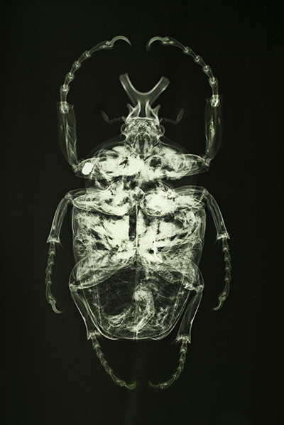 Natural History Museum: Beetle x-ray