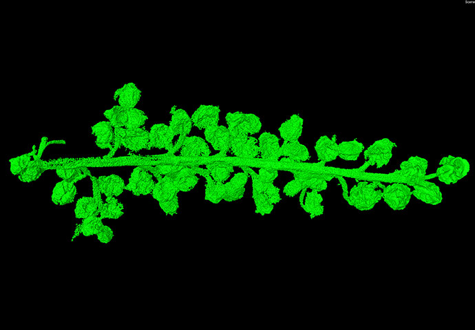 Natural History Museum: A MicroCT of a fern 