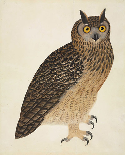 Natural History Museum: Reeves eagle owl 