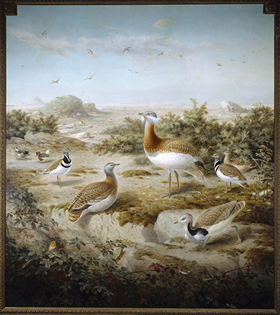 Natural History Museum: Keulemans Bustards