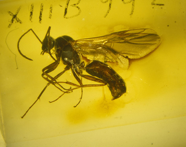 Natural History Museum: A Flying Ant in Baltic Amber 