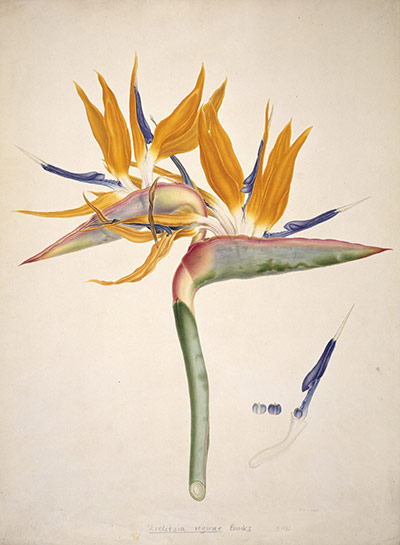 Natural History Museum: Bauer Bird of Paradise