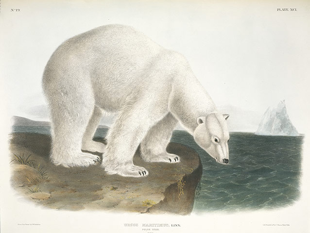 Natural History Museum: Polar bear, Ursus Maritimus Audobon