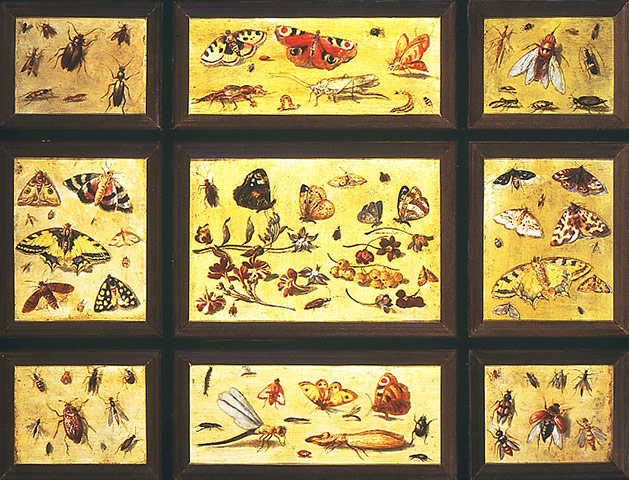 Natural History Museum: European Insects attributed to Van Kessel