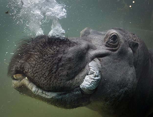 24 Hours: A hippo breathes underwater at the zoo in Berlin