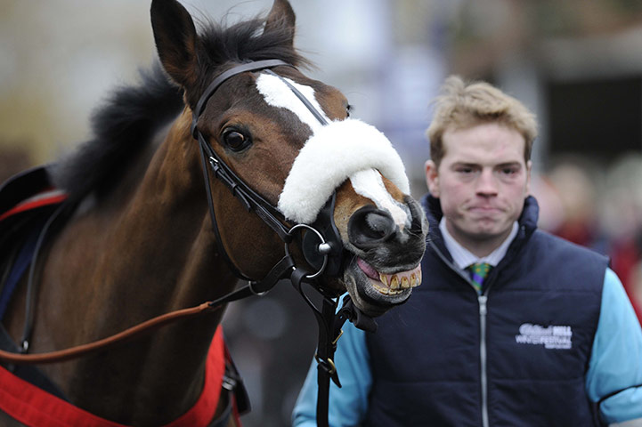 King George VI: Kauto Star smiles as he is paraded before the race