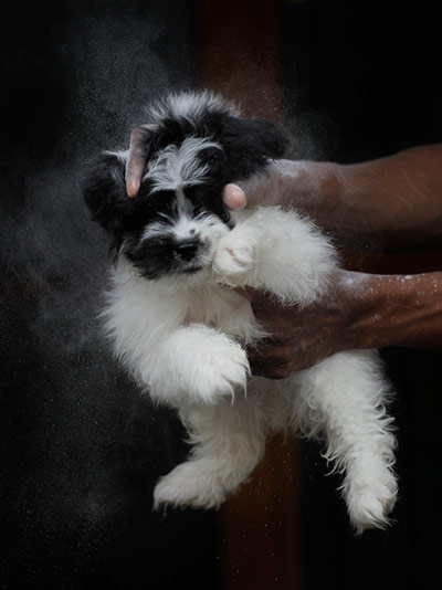 24 hours in pics:  A dog is powdered and groomed for sale at an animal market in Doha