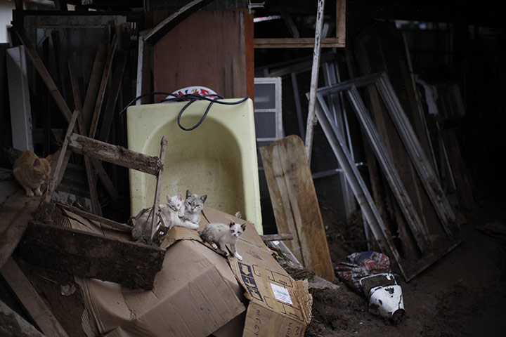 Felipe Dana in Brazil: Cats sit in debris in a street after landslides in Nova Friburgo, Brazil