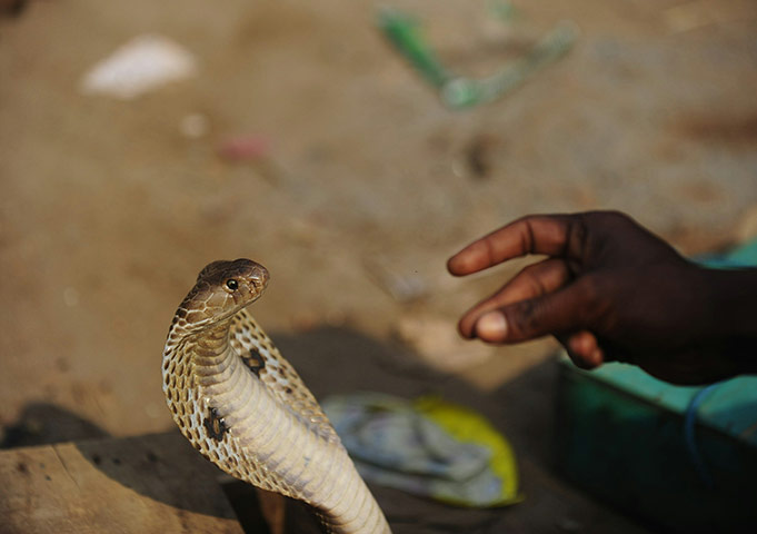 24 hours in pictures: A Bangladeshi snake charmer 