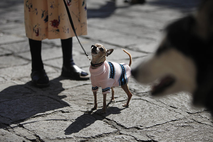 24 hours in pictures: Benediction of Beasts  in Mexico