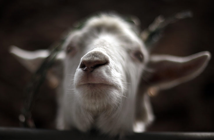 24 hours in pictures: A sheep sniffs at a visitor at a farm in Beijing, China
