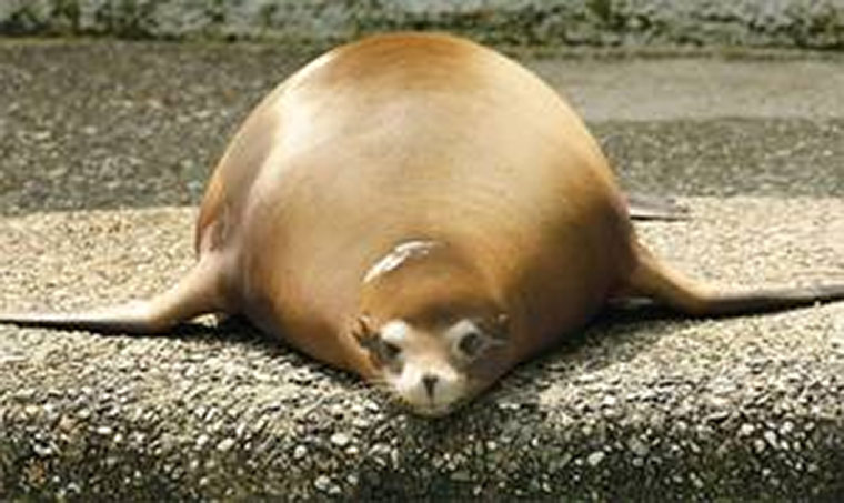 fat chubby seal