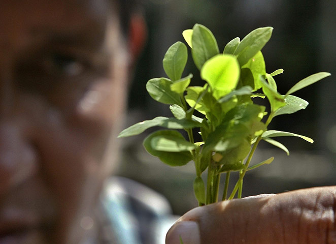 Coca products: A Bolivian man holds up a coca seedling during a visit in Monte Sinai