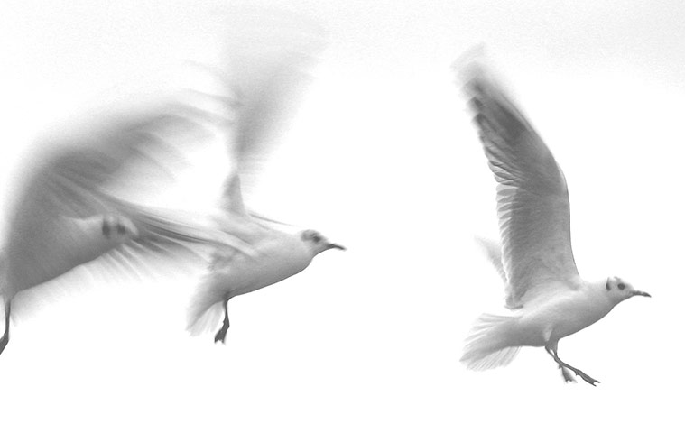 In pictures: blur: three seagulls