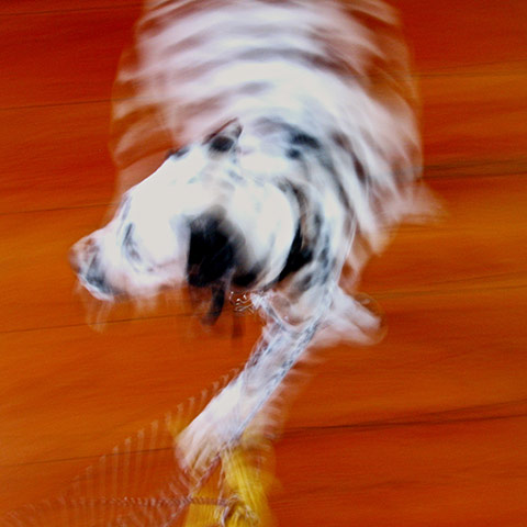 In pictures: blur: Dalmatian