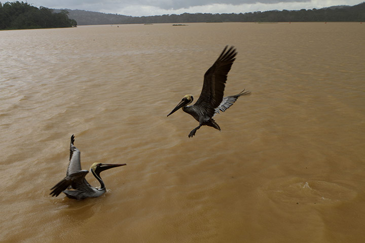 Week in wildlife: Pelicans fly in a lake in Gamboa, on the outskirts of Panama City