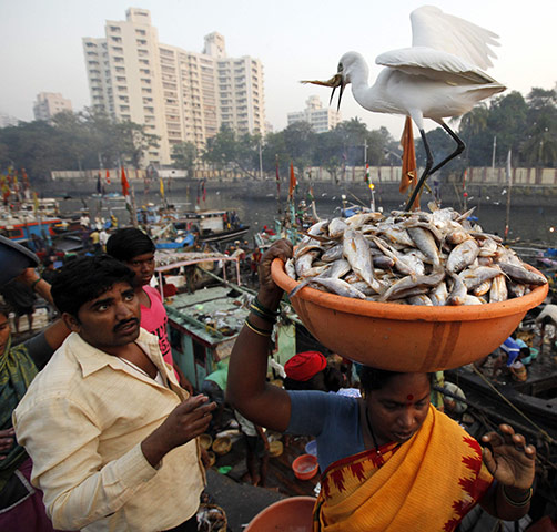 Week in wildlife: An egret eats a fish at a wholesale market at a fish harbour in Mumbai