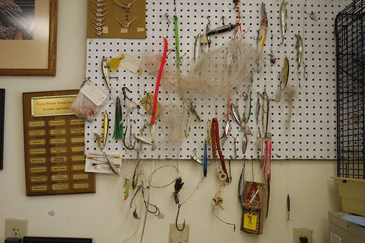 Week in wildlife:  Pelican Harbor Seabird Station in Miami