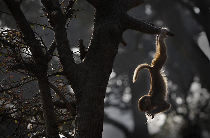 Week in wildlife: A baby monkey plays