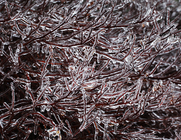 Week in wildlife: Ice coats branches