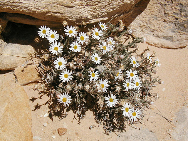 Week in wildlife: Maguire daisy