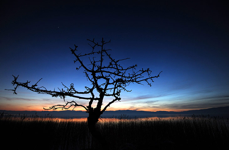Week in wildlife: A tree seen over Ohrid lake