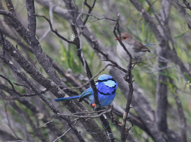 Week in wildlife: pair of splendid fairy-wrens