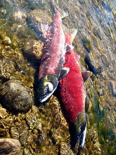 Week in wildlife: Fraser River sockeye salmon