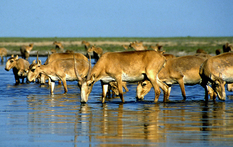 Week in wildlife:  Saiga antelopes