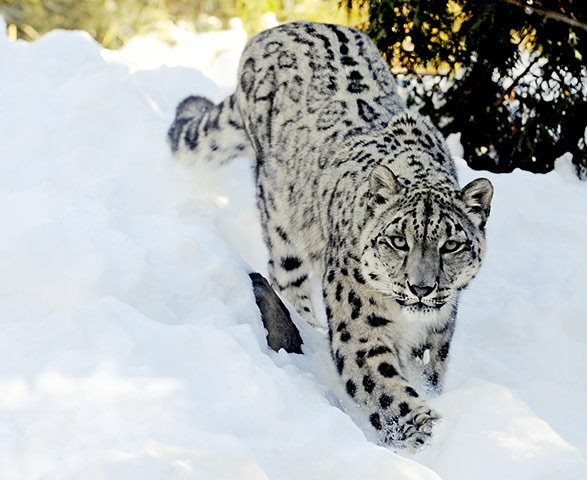 Week in wildlife: emale snow leopard