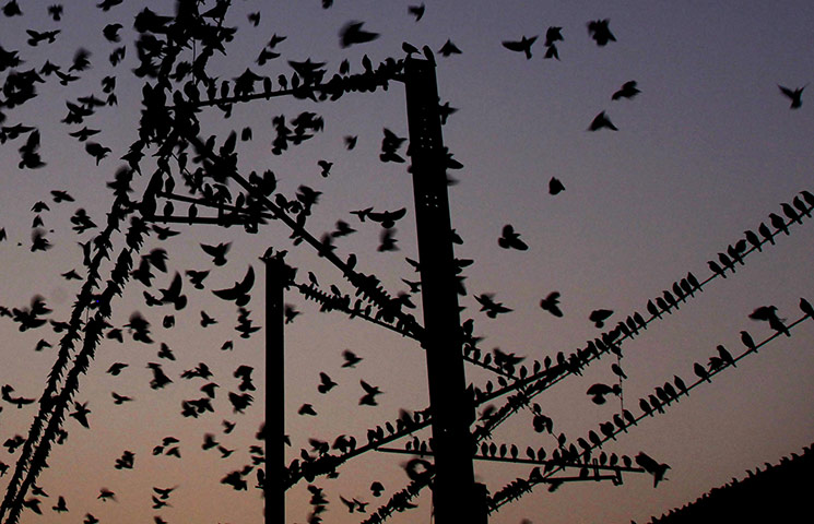 24 hours in pictures: Mynah birds