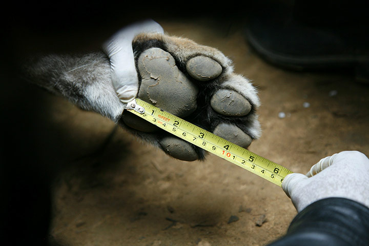24 hours in pictures: Nepal: A scientist takes measurements of a wild tiger 