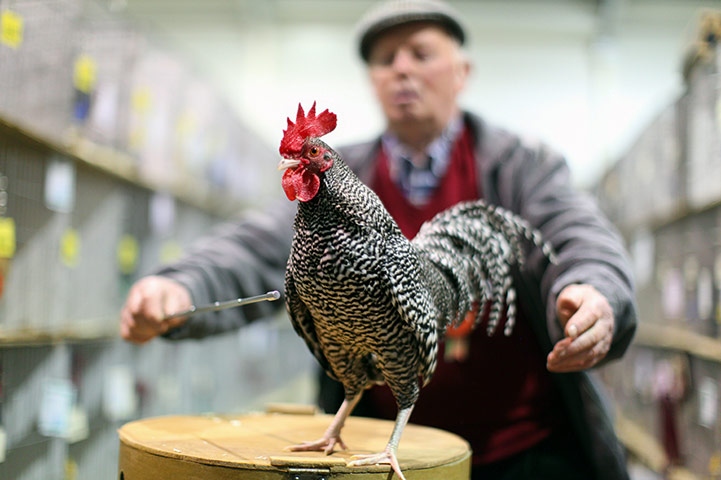 24 hours in pictures: Lanark, Scotland: Supreme champion at the Scottish National Poultry Show 