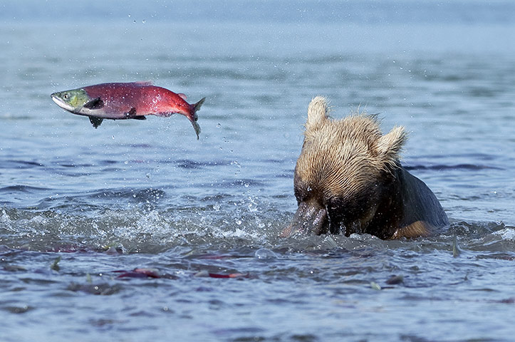 Russian bears: A salmon makes a flying leap to freedom