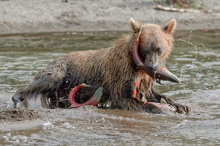 Russian bears: A bear seems overwhelmed by salmon as he tucks in