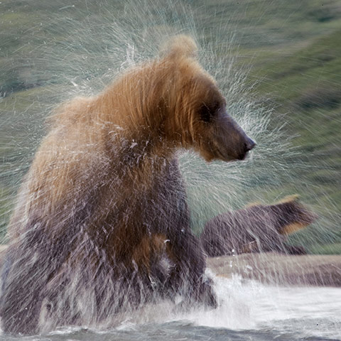 Russian bears: A bear shakes himself after a swim