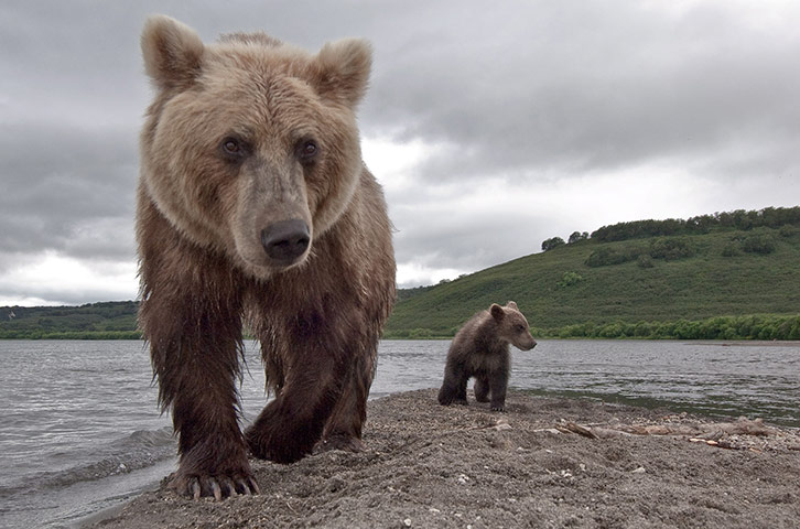 Bear Hunting Salmon