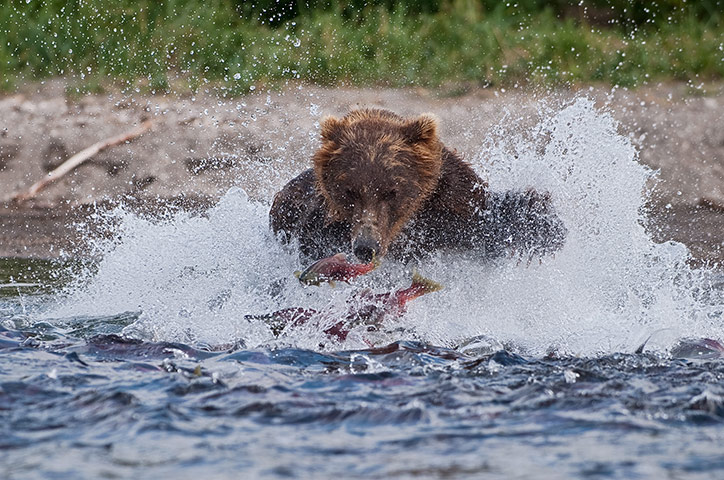 Russian bears: A bear charges into the lake as the salmon leap, trying to escape his claws